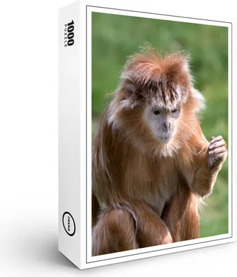 Produktbild von raxxa Premium-Puzzle "Javanischer Lutung (Trachypithecus auratus)", 1000 Teile