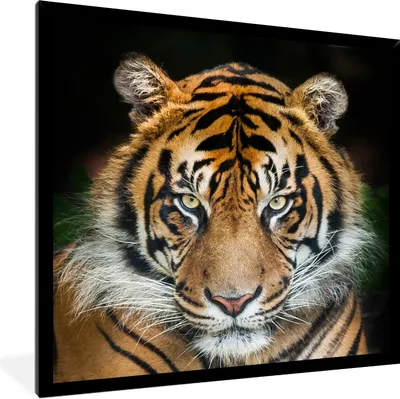 Produktbild von MuchoWow® Gerahmtes Poster Sumatra-Tiger vor einem schwarzen Hintergrund 40x40 cm - Poster mit Schwarzem Bilderrahmen Wandposter Rahmen Foto Bilder - Mit Rahmen - Wanddekoration Schlafzimmer
