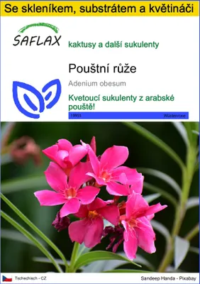 Obrázek produktu pro SAFLAX Kultivační sada - pouštní růže - Adenium obesum - 8 Semena - S mini skleníkem, pěstebním substrátem a 2 květináči