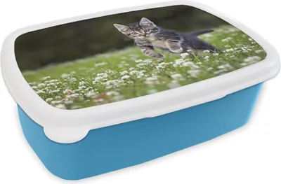 Produktbild von KitchenYeah® Lunchbox Brotzeit Brotdose 17x11 cm Ein Kätzchen in einem Kleefeld Kinder Brotzeitdose - Lunch - Kunststoff  - Brotbüchse - Sandwichbox - Lunchbox für Kinder