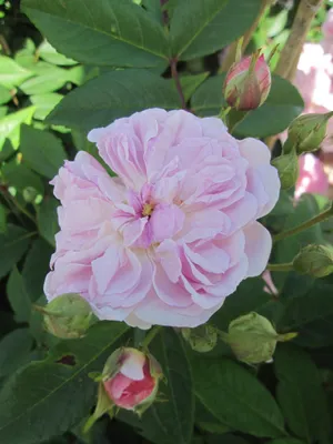 Produktbild von Rosa Romantic Siluetta ® - Ramblerrose Romantic Siluetta ® - Kordes Rose