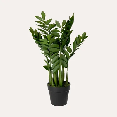 Zdjęcie produktu dla KEYHOMESTORE | Sztuczna roślina Sansibar z doniczką, wysokość 34 cm