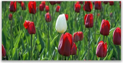 Produktbild von Tulup Leinwand-Bilder 140x70 Wandbild Canvas Kunstdruck Tulpen Pflanzen