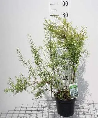 Zdjęcie produktu dla Spiraea thunbergii - Bridal spirea 40- 60 cm - Pojemnik