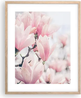 Produktbild von Gerahmtes Poster - Rahmen in heller Eiche - Magnolie Blumen Rosa - 40x50 cm - Wand Bild - Wanddeko - Wandbilder - Kunstposter - Wandposter - Bilderrahmen - Bilder - Kunstdruck - P2NPA40x50-4396