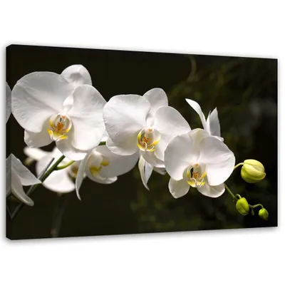 Produktbild von Leinwandbild weiße orchideen auf schwarzem hintergrund 120x80 cm Feeby grau wandbild bereit zum aufhängen