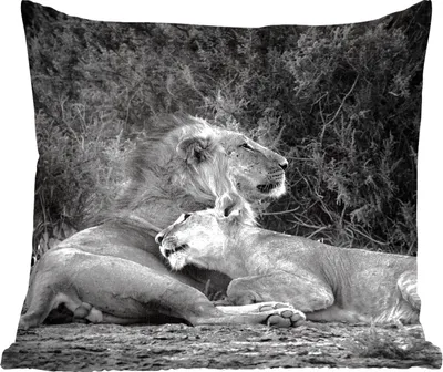 Produktbild von MuchoWow® Zierkissen Sofakissen Wohnzimmer Dekokissen 60x60 cm Löwen - Schwarz - Wilde Tiere - Sitzfläche - Foto Polster