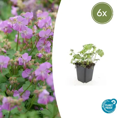 Obrázok produktu pre Pôdopokryvná rastlina - Geranium cantabrigiense 'Cambridge' - Kvetináč 9 cm - Sada 6 rastlín