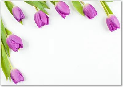 Produktbild von Tulup® Glas-Bild - 100 x 70 - Wandbild aus Glas - Wandkunst - Wandbild hinter gehärtetem Sicherheitsglas - Blumen & Pflanzen - Lila Tulpen - Lila