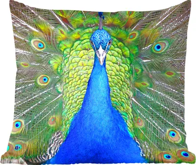 Produktbild von MuchoWow® Zierkissen Sofakissen Wohnzimmer Dekokissen 60x60 cm Pfau - Blau - Grün - Sitzfläche - Foto Polster