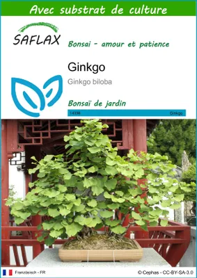 Image de SAFLAX  - Ginkgo - 4 graines - Avec substrat - Ginkgo