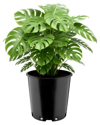 Produktbild von Blumentopf rund hoch Kunststoff Ø26 x 26 cm (12L) mit Drainagelöchern Pflanztopf Robustes PP Pflanzgefäß für Garten Gewächshaus Balkon Anzucht Innen Außenbereich Schwarz GD-0203
