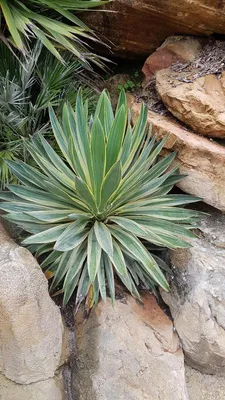 Image de Yucca gloriosa 'Variegata' / Dague espagnol panaché