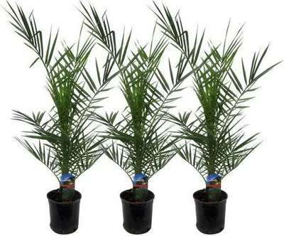 Obrázek produktu pro Phoenix canariensis - kanárská datlovník, pokojová rostlina, prumer 15cm, výška