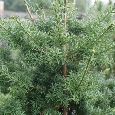 Produktbild von Saxegothaea conspicua - Patagonische Eibe - immergrün - 30-40
