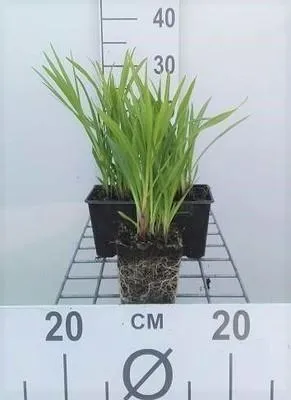 Obrázek produktu pro 6 x Liatris spic. 'Kobold' - Prachtscharte - Topf 9 x 9 cm