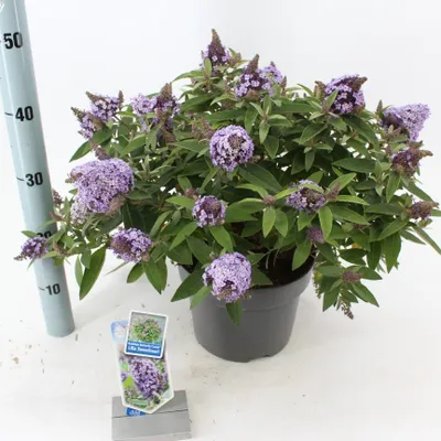 Obrázok produktu pre Buddleja dav. Butterfly Candy Little Sweetheart 25-30 cm Butterfly lilac Letný šeřík - Lilac spear