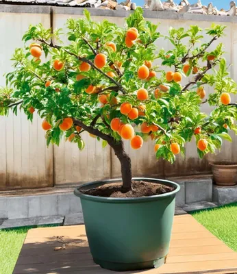 Produktbild von BALDUR-Garten 2x Mini-Aprikosenbaum 'Orange Beauty', Pflanzen im 5-Liter XXL-Topf, Prunus armeniaca, winterhart & pflegeleicht, selbstfruchtend, kompaktes Bäumchen für Balkon, Terrasse & Garten