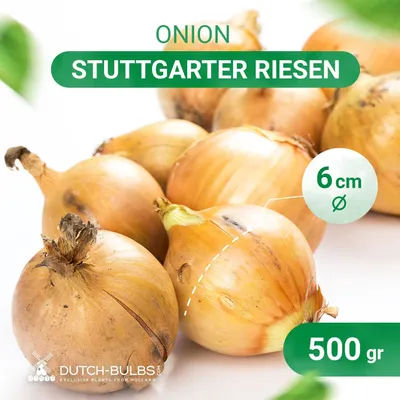 Produktbild von Steckzwiebeln Stuttgarter Riesen (500 gr) - Frühlingszwiebeln Winterhart - Hoher Qualität aus Holland (kein Samen) - Mild scharfe Gemüsezwiebel, Steckzwiebel größe 14 - 21 mm