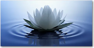 Produktbild von Tulup Glas-Bild -140x70- Wandkunst Dekorative Wand für Küche & Wohnzimmer - Blumen & Pflanzen - Seerose - Blau