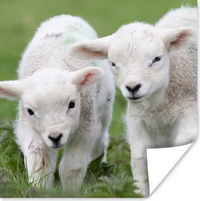 Produktbild von MuchoWow® Poster Zwei Lämmer auf der grünen Wiese 50x50 cm - Wohnzimmerdekoration