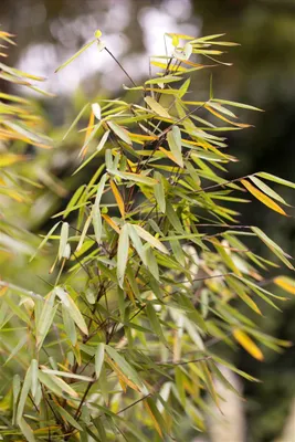 Produktbild von Fargesia 'Jiuzhaigou 1', Bambus, 60–80 cm