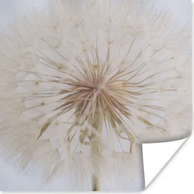 Produktbild von MuchoWow® Poster Blumen - Löwenzahn - Entwurf 50x50 cm - Wohnzimmerdekoration