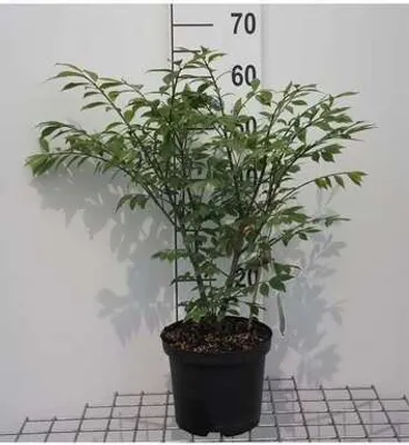Productafbeelding van Euonymus al. 'Compactus' - Kornoelstrauch 'Compactus', 30-40 cm, pot