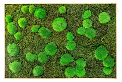 Produktbild von Gardners Mechový Wandbild, 80x120 cm, Kombination aus Moos: Hügelmoos und flaches Moos, natürliches Aussehen
