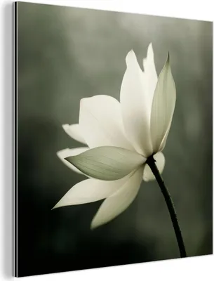 Produktbild von MuchoWow Wanddekoration Metall Metallbild Wandkunst 90x90 cm Weiß - Lotus - Dunkel - Blume MuchoWow Aluminium Gemälde - Dekoration - Industrial - Metall
