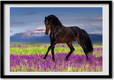 Produktbild von Bild - Bilderrahmen - 100 cm x 70 cm - MDF - Rahmen - Foto - Wandkunst Ein Pferd in einem Feld von Lavendel