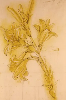 Produktbild von Leonardo Da Vinci Kunstdruck Bild - Lilienstudie, 1480-1485 (180 x 120 cm)