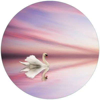 Produktbild von Wallario Premium Glasbild, freischwebende Optik, kräftige Farben, rund 50cm Durchmesser, Motiv Weißer Schwan im rosafarbenen See