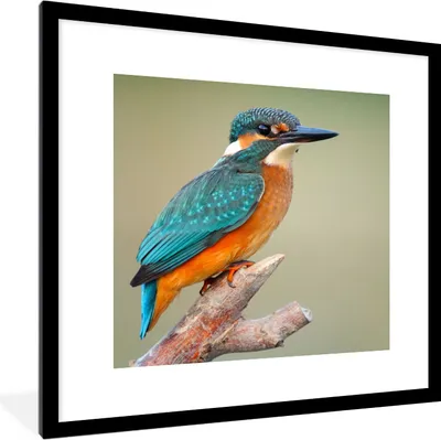 Produktbild von MuchoWow® Gerahmtes Poster Vogel - Eisvogel - Zweig 40x40 cm - Poster mit Schwarzem Bilderrahmen Wandposter Rahmen Foto Bilder - Poster - Plakat im Rahmen