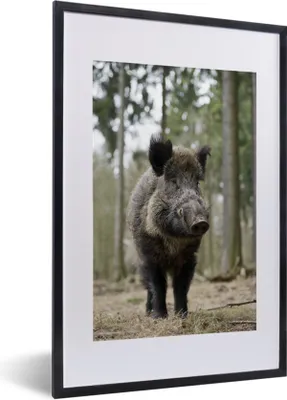 Produktbild von MuchoWow® MuchoWow® Gerahmtes Poster Wildschwein - Tier - Wald 40x60 cm - Poster mit zchwarzem Bilderrahmen - Poster in Rahmen