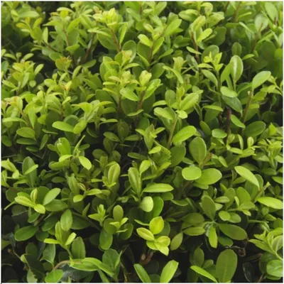 Immagine prodotto di Set di 2 piante di Ilex Crenata 'Jenny', diametro vaso 7 cm