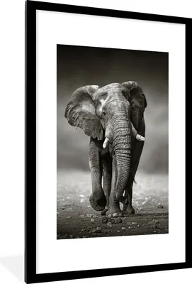 Produktbild von MuchoWow® MuchoWow® Gerahmtes Poster Elefant - Schwarz - Weiß - Namibia 60x90 cm - Poster mit zchwarzem Bilderrahmen - Dekoration - Wandposter Wohnzimmer - Hochwertig