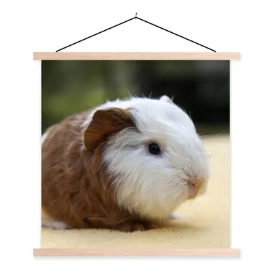 Produktbild von MuchoWow® Textilposter Junges Meerschweinchen 40x40 cm mit holzfarbenen Rahmen - Posterleiste
