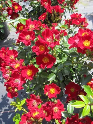 Produktbild von Rosa Bienenweide Rot ® - Beetrose Bienenweide Rot® - Tantau Rose