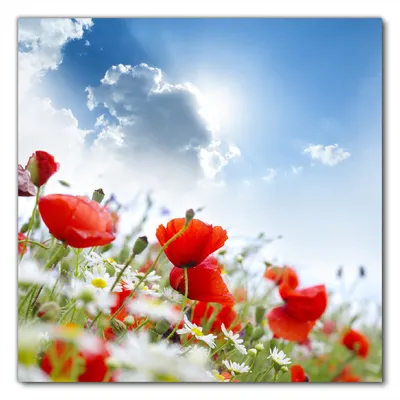 Produktbild von Wallario selbstklebende Möbelfolie/ Tischdecke für Innen und Außen, Größe: 70 x 70 cm - Mohnblumen unter blauem Himmel