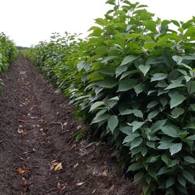 Productafbeelding van Set van 2 Prunus Colt PBR - kersenonderstammen in potten van 9 cm
