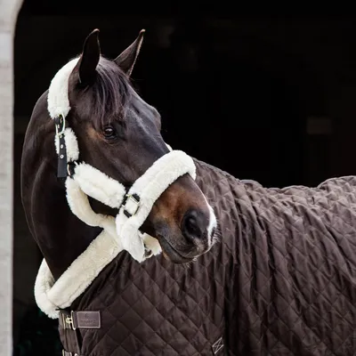 Obrázek produktu pro Kentucky Horsewear Show Rug 160g, velikost:145, barva:hnědá