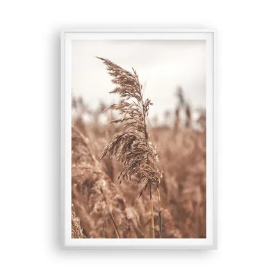 Produktbild von Gerahmtes Poster - Weißer Rahmen - Zuckerrohr Wiese Boho - 70x100 cm - Wand Bild - Wanddeko - Wandbilder - Kunstposter - Wandposter - Bilderrahmen - Bilder - Kunstdruck - P2WPA70x100-4709
