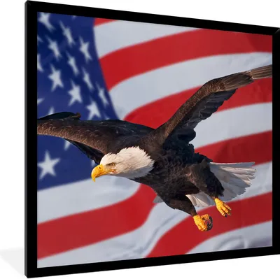 Produktbild von MuchoWow® Gerahmtes Poster Amerikanischer Weißkopfseeadler vor der amerikanischen Flagge 40x40 cm - Poster mit Schwarzem Bilderrahmen Wandposter Rahmen Foto Bilder - Mit Rahmen - Wanddekoration Schlafzimmer