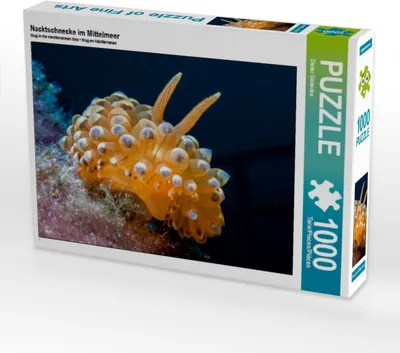 Produktbild von Calvendo Nacktschnecke im Mittelmeer 1000 Teile Puzzle quer 640x480mm, Gödecke Dieter; 7404178