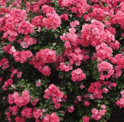 Produktbild von Moderne Strauchrose Angela ® - Kordes Rosen - Heckenzauber ® Kollektion - Duft+