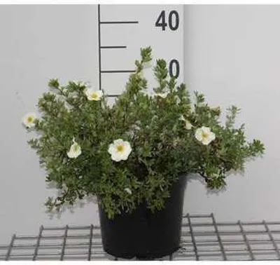 Zdjęcie produktu dla Potentilla frut. tilford Cream' - Krzew palczasty 25-30 cm - Pojemnik