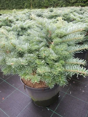 Produktbild von Abies koreana Tannja - Zwerg-Koreatanne Tannja - 25-30