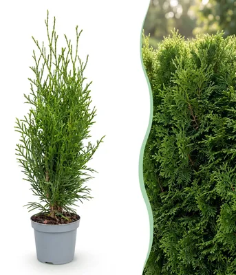 Produktbild von Green boutiQ - 24x Thuja occidentalis Smaragd - Lebensbaum - Heckenpflanzen - Immergrün - Grün - Topf 9cm - Höhe 20-30cm