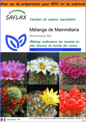 Image de SAFLAX Garden in the bag - Mélange de Mammillaria - 40 graines - Mammilaria